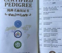 去国外进口或国内少数纯种繁育场购买纯种犬时，应索取的四个文件