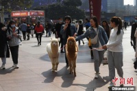 宠物羊驼重庆闹市逛街引围观
