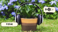 牡蛎、海鸟和真菌都喜欢听哪类音乐？为什么某些声音能加速动植物生长？