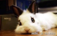 兔子隔一个月补维生素，兔子隔月补充维生素