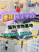 重庆买边牧犬哪家宠物店口碑好？重庆这家宠物店良心推荐，信誉高