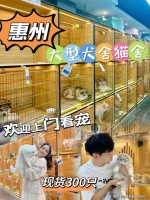 惠州买边牧犬哪里比较实惠？惠州这里买边牧犬基地直销更实惠