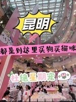 昆明买边牧犬的价格地方？昆明正规买边牧犬基地，买边牧犬的好去处！