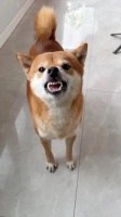 狗狗健康喂养：5种喂食方法需谨慎避免！