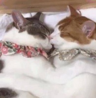 猫奴必看：猫咪选择床铺而非猫窝，这6个因素是关键！
