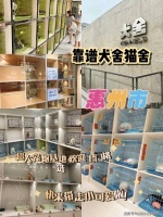 惠州买边牧犬哪里有实体店？惠州这里是优质选边牧犬地，宠物界的天堂！