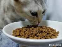 「如何为猫选择合适的猫粮？猫粮选择的重要性你知道吗？」