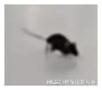南京地铁一号线的惊人鼠患