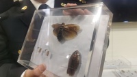 非洲蟑螂成新型宠物了?淘宝一只卖100元有人当蟋蟀养……