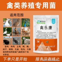 养鸽必备技能：鸽子的食物与喂养技巧