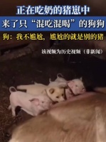 正在吃奶的猪崽中，来了只“混吃混喝”的狗狗
