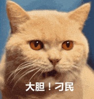 带猫咪做造型，它的眼神把造型师吓得一愣一愣的，憋不住笑出声