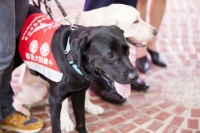 导盲犬知识你知多少？常人认为它无所不能，但它也只是普通的狗狗