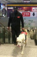 “服务犬驯养师”正式入编新工种：谁在从业，日常干啥