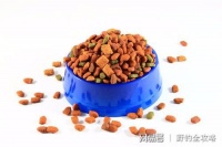 个人养宠经验：猫咪的主食是什么？要准备什么主食给猫咪吃