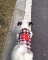 万万没想到,给狗狗做衣服竟然这么容易!