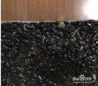 朱巴利鱼繁殖池的水草种植技巧,水草生长的有效方法(朱巴利鱼繁殖池水质管理,水草种植细砂选择标准)