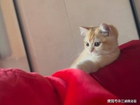 猫一辈子待在家里，不出门，会觉得无聊吗？