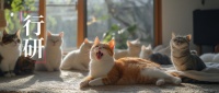 中国人最喜欢养的宠物猫