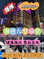 湖州买柴犬哪家宠物店口碑好？湖州这家宠物店良心推荐，信誉高