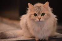 猫咪补充营养吃什么粮食,自制猫粮配方