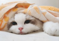 新手养猫必看！从选猫到养猫，这篇“入门指南”帮你少走90%的弯路