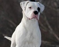 如何为你的杜高犬提供健康饮食（宠物主人必读的杜高犬饮食指南）