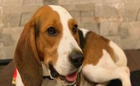 比格犬的饮食指南（让你的比格犬健康成长的饮食秘籍）
