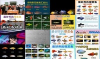 观赏鱼种类排行价格介绍
