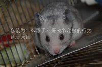 仓鼠为什么舔手？探究小宠物的行为背后原因