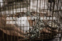 仓鼠为什么喜欢咬笼子？探究其背后的原因与心理