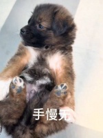 给流浪小狗做个深度spa
