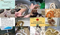 养一只宠物蛇需要什么