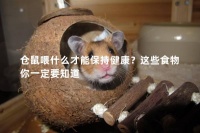 仓鼠喂什么才能保持健康？这些食物你一定要知道