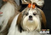 带狗狗出游的六种必备物品