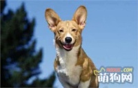 新手宠主上路,那些开始养狗时需要注意的问题