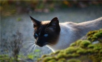 适合新手宠主养的4种猫咪,价格都不高,关键是好养活