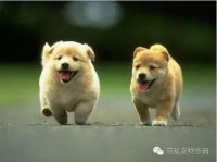 狗狗刚抱回家的主人新手须知...
