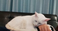 小猫得了病,整天睡觉(如何照顾生病的宠物猫)