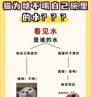为什么吃湿粮的猫更爱喝水?这有什么好处?