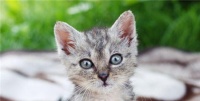 猫咪狂犬病发症状全解析(宠物爱好者必知的常见症状及治疗方法)