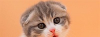 一个月大小猫的食量应该是多少?如何正确喂养?