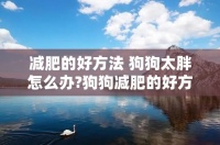 减肥的好方法 狗狗太胖怎么办?狗狗减肥的好方法