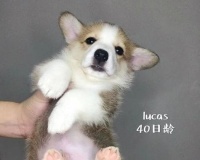 柯基狗狗如何科学合理地喂养？（探究柯基狗狗的饮食需求，制定科学喂养计划）