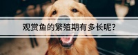 观赏鱼的繁殖期有多长呢？