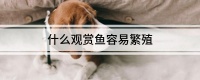 什么观赏鱼容易繁殖