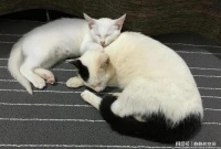 多久给猫咪清理一次体外寄生虫合适呢?