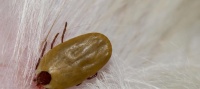 宠物狗身上长虫怎么办?(掌握清除虫子的技巧,让宠物健康成长)
