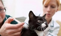 如何清理宠物身上的猫蜱虫(有效预防和彻底清除猫蜱虫的方法)