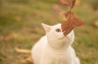 怎么去掉猫身上的寄生虫